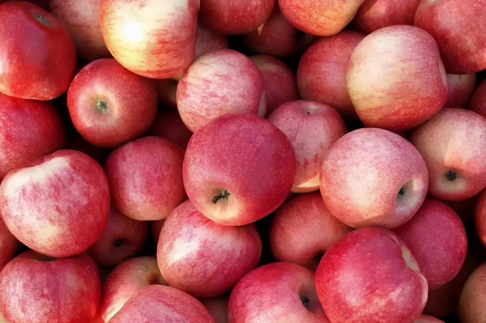 苹果全程施肥方案